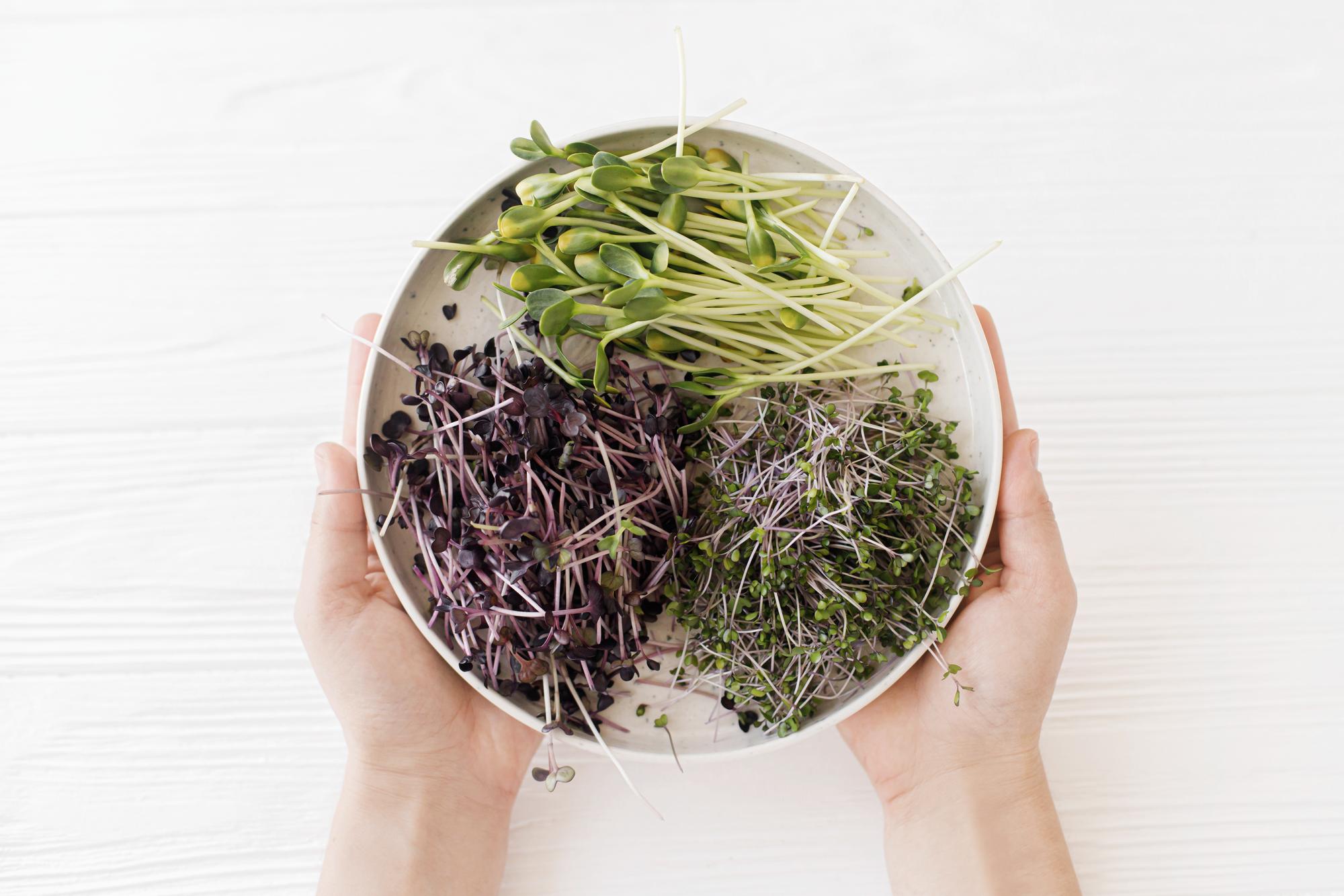 hands arranging a finished plate with microgreens